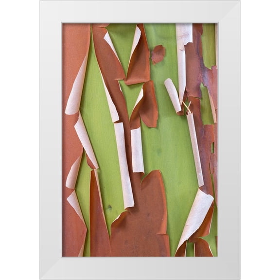 Jaynes Gallery 17x24 White Modern Wood Framed Museum Art Print Titled - USA-Washington State-Seabeck Peeling madrone tree bark