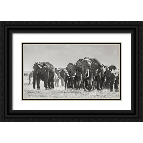 Jaynes Gallery 18x12 Black Ornate Wood Framed with Double Matting Museum Art Print Titled - Africa-African elephant-Amboseli National Park Panoramic of front of elephant herd walking