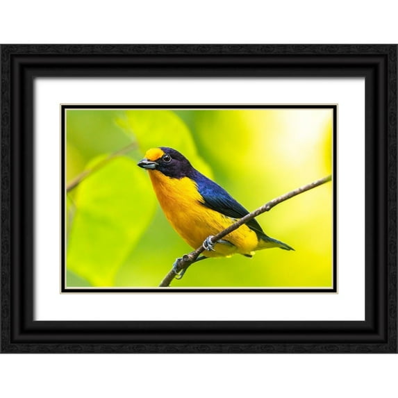 Jaynes Gallery 18x13 Black Ornate Wood Framed with Double Matting Museum Art Print Titled - Caribbean-Trinidad-Asa Wright Nature Center Euphonia bird on limb