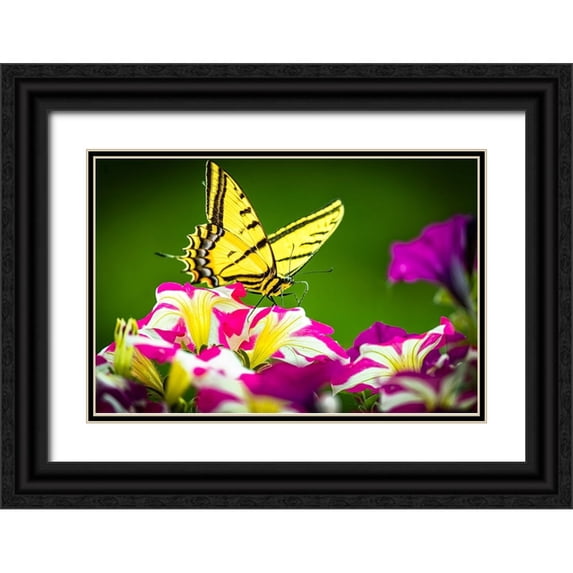 Jaynes Gallery 18x13 Black Ornate Wood Framed with Double Matting Museum Art Print Titled - USA-Colorado-Fort Collins Eastern tiger swallowtail on petunia flowers