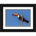 thumbnail image 1 of Jaynes Gallery 18x13 Black Ornate Wood Framed with Double Matting Museum Art Print Titled - Brazil-Pantanal Toco toucan bird close-up, 1 of 4