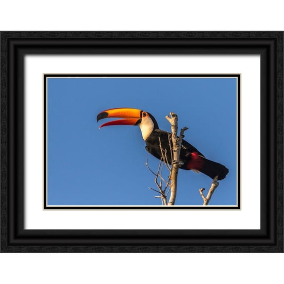 Jaynes Gallery 18x13 Black Ornate Wood Framed with Double Matting Museum Art Print Titled - Brazil-Pantanal Toco toucan bird close-up