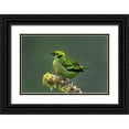 thumbnail image 1 of Jaynes Gallery 18x13 Black Ornate Wood Framed with Double Matting Museum Art Print Titled - Costa Rica-Emerald tanager bird close-up, 1 of 4