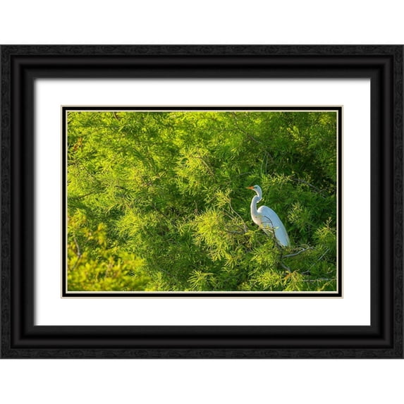 Jaynes Gallery 18x13 Black Ornate Wood Framed with Double Matting Museum Art Print Titled - Florida-Anastasia Island Great egret in tree foliage