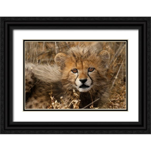 Jaynes Gallery 18x13 Black Ornate Wood Framed with Double Matting Museum Art Print Titled - Kenya-Masai Mara National Reserve Cheetah cub close-up