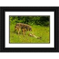 thumbnail image 1 of Jaynes Gallery 18x13 Black Ornate Wood Framed with Double Matting Museum Art Print Titled - Minnesota-Pine County Coyote mother with pups, 1 of 4