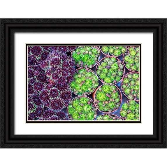 Jaynes Gallery 18x13 Black Ornate Wood Framed with Double Matting Museum Art Print Titled - Netherlands-Amsterdam Close-up of succulents