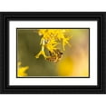 thumbnail image 1 of Jaynes Gallery 18x13 Black Ornate Wood Framed with Double Matting Museum Art Print Titled - USA-New Mexico-Honey bee on rabbitbrush, 1 of 4