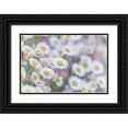 thumbnail image 1 of Jaynes Gallery 18x13 Black Ornate Wood Framed with Double Matting Museum Art Print Titled - USA-Washington State-Seabeck Santa Barbara daisies, 1 of 4