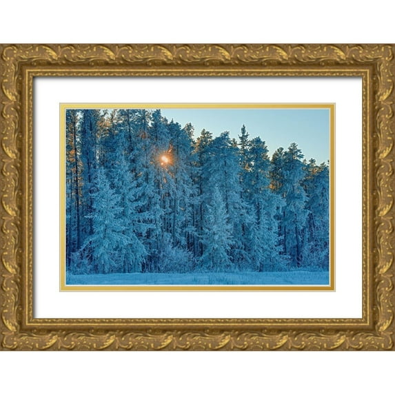 Jaynes Gallery 18x13 Gold Ornate Wood Framed with Double Matting Museum Art Print Titled - Canada-Manitoba-Belair Provincial Forest Backlit jack pine trees covered in hoarfrost