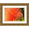 thumbnail image 1 of Jaynes Gallery 18x13 Gold Ornate Wood Framed with Double Matting Museum Art Print Titled - Caribbean-Trinidad-Asa Wright Nature Center Mimosa blossom and buds close-up, 1 of 4
