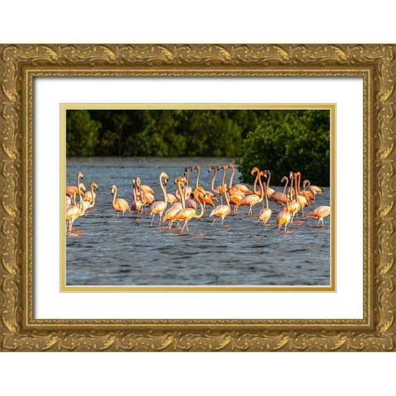 Jaynes Gallery 18x13 Gold Ornate Wood Framed with Double Matting Museum Art Print Titled - Caribbean-Trinidad-Caroni Swamp American greater flamingoes in water