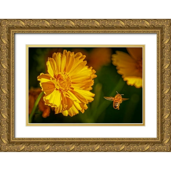 Jaynes Gallery 18x13 Gold Ornate Wood Framed with Double Matting Museum Art Print Titled - USA-Colorado-Fort Collins Honey bee flying near yellow flower