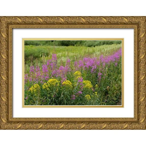 Jaynes Gallery 18x13 Gold Ornate Wood Framed with Double Matting Museum Art Print Titled - USA-Colorado-Gunnison National Forest Springtime meadow with wildflowers