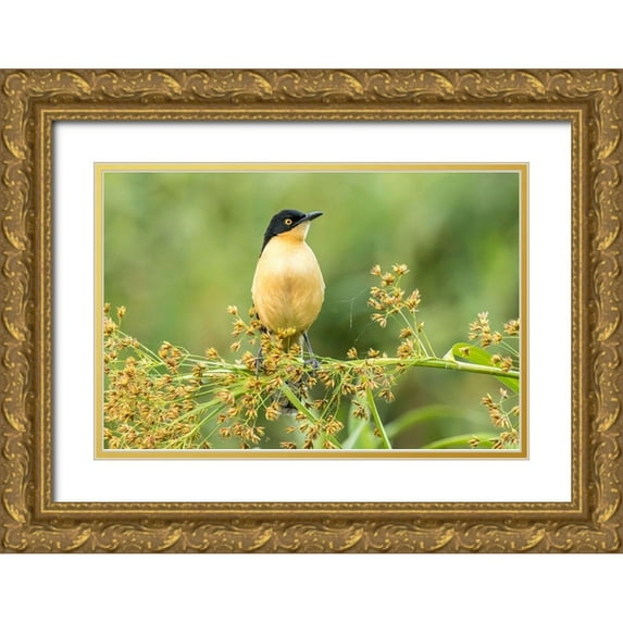 Jaynes Gallery 18x13 Gold Ornate Wood Framed with Double Matting Museum Art Print Titled - Brazil-Pantanal Black-capped donacobius bird close-up
