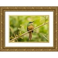 thumbnail image 1 of Jaynes Gallery 18x13 Gold Ornate Wood Framed with Double Matting Museum Art Print Titled - Brazil-Pantanal Rufous-tailed jacamar bird close-up, 1 of 4