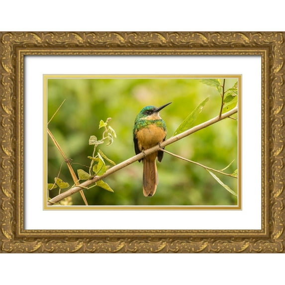 Jaynes Gallery 18x13 Gold Ornate Wood Framed with Double Matting Museum Art Print Titled - Brazil-Pantanal Rufous-tailed jacamar bird close-up
