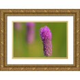 thumbnail image 1 of Jaynes Gallery 18x13 Gold Ornate Wood Framed with Double Matting Museum Art Print Titled - Canada-Manitoba-Winnipeg Purple prairie clover close-up, 1 of 4