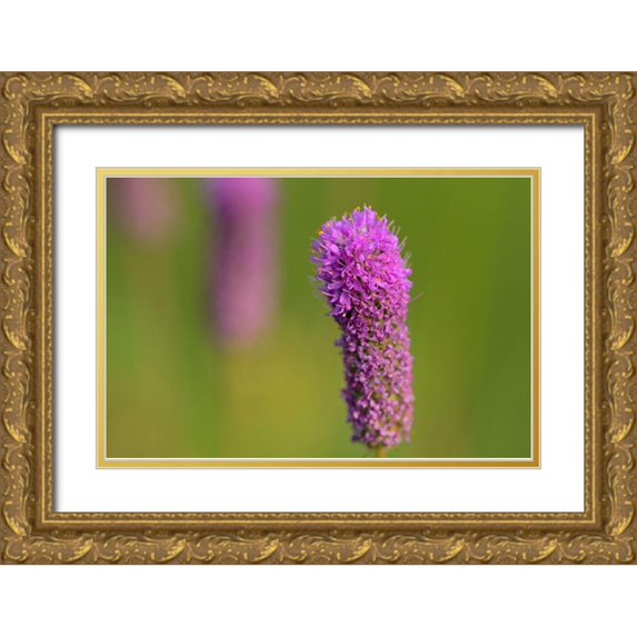 Jaynes Gallery 18x13 Gold Ornate Wood Framed with Double Matting Museum Art Print Titled - Canada-Manitoba-Winnipeg Purple prairie clover close-up