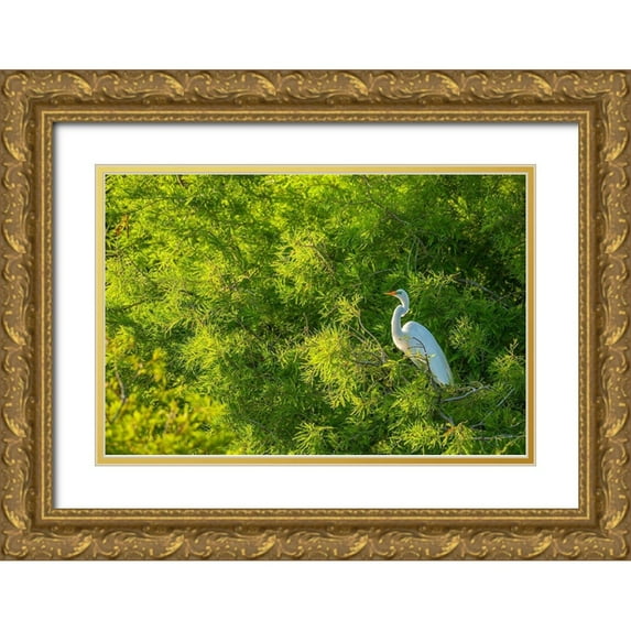 Jaynes Gallery 18x13 Gold Ornate Wood Framed with Double Matting Museum Art Print Titled - Florida-Anastasia Island Great egret in tree foliage