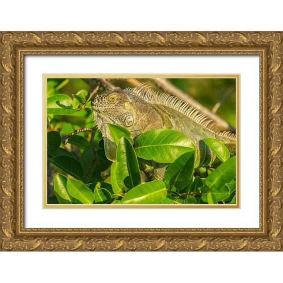 Jaynes Gallery 18x13 Gold Ornate Wood Framed with Double Matting Museum Art Print Titled - Florida-Wakodahatchee Wetlands Green iguana close-up