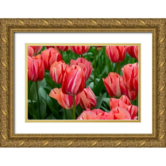 Jaynes Gallery 18x13 Gold Ornate Wood Framed with Double Matting Museum Art Print Titled - Netherlands-Holland Pink tulips at Keukenhof Gardens