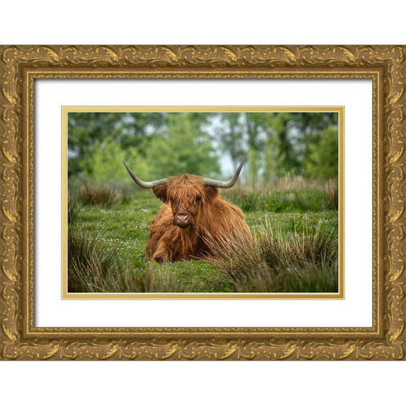 Jaynes Gallery 18x13 Gold Ornate Wood Framed with Double Matting Museum Art Print Titled - Scotland-The Isle of Skye Close-up of highland cow
