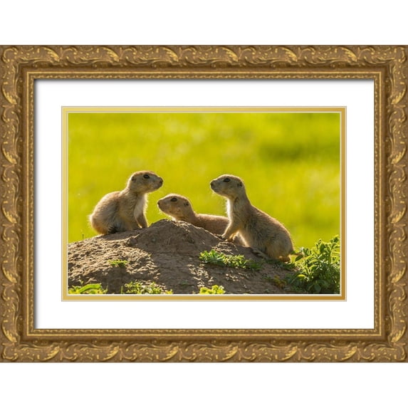 Jaynes Gallery 18x13 Gold Ornate Wood Framed with Double Matting Museum Art Print Titled - South Dakota-Custer State Park Young prairie dogs at den