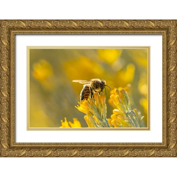 Jaynes Gallery 18x13 Gold Ornate Wood Framed with Double Matting Museum Art Print Titled - USA-New Mexico-Honey bee on rabbitbrush