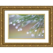 Jaynes Gallery 18x13 Gold Ornate Wood Framed with Double Matting Museum Art Print Titled - USA-Washington State-Seabeck Raindrops on pine needles