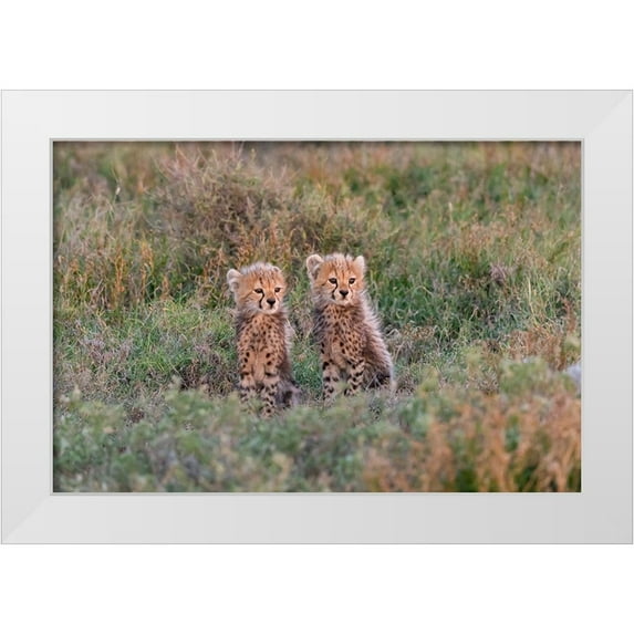 Jaynes Gallery 18x13 White Modern Wood Framed Museum Art Print Titled - Africa-Tanzania-Serengeti National Park Baby cheetahs close-up