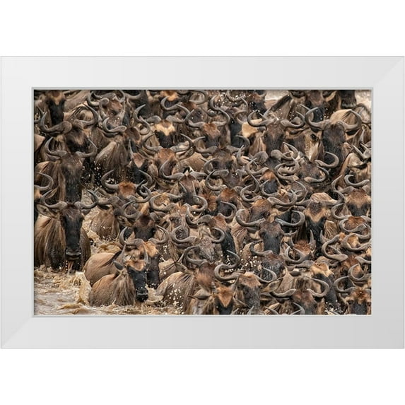 Jaynes Gallery 18x13 White Modern Wood Framed Museum Art Print Titled - Africa-Tanzania-Serengeti National Park Wildebeests crossing Mara River
