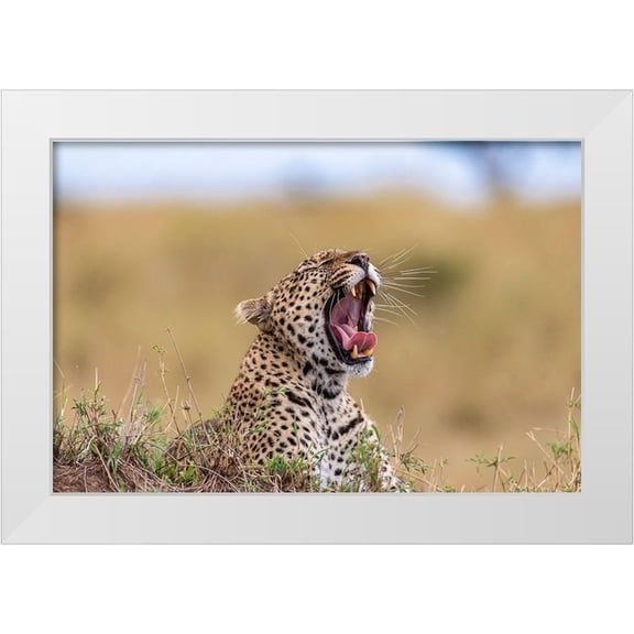 Jaynes Gallery 18x13 White Modern Wood Framed Museum Art Print Titled - Africa-Tanzania-Serengeti National Park Yawning leopard