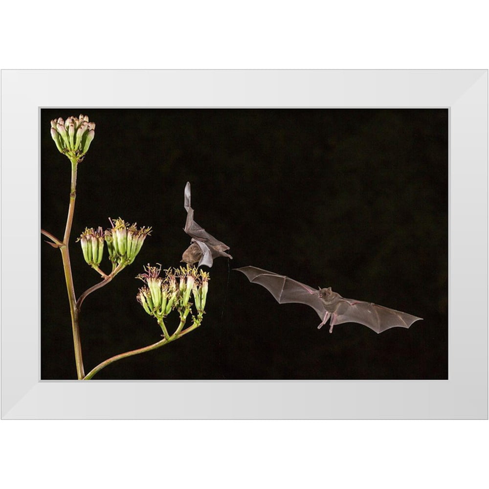 Jaynes Gallery 18x13 White Modern Wood Framed Museum Art Print Titled ...