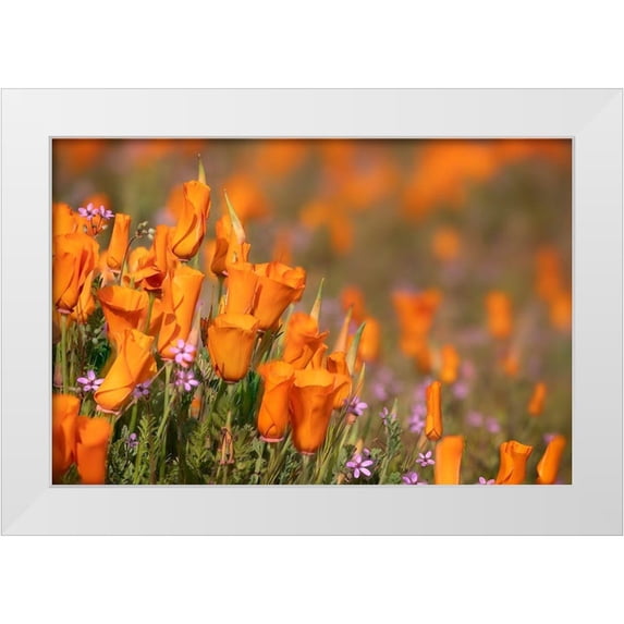 Jaynes Gallery 18x13 White Modern Wood Framed Museum Art Print Titled - California-Mojave Desert California poppies