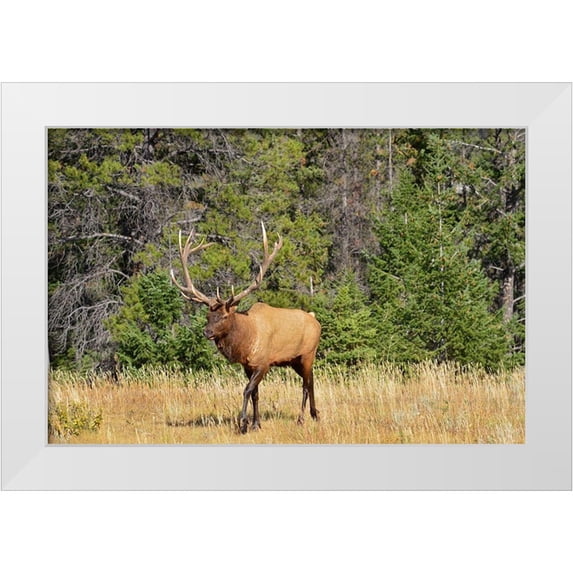 Jaynes Gallery 18x13 White Modern Wood Framed Museum Art Print Titled - Canada-Alberta-Jasper National Park Male elk walking