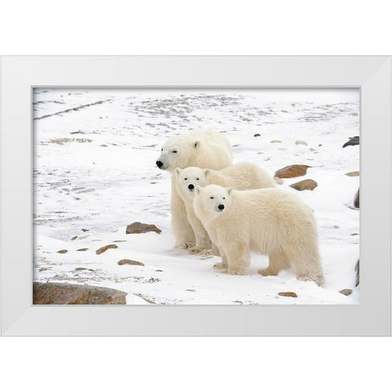 Jaynes Gallery 18x13 White Modern Wood Framed Museum Art Print Titled - Canada-Manitoba-Churchill Mother polar bear and two cubs