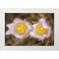 thumbnail image 1 of Jaynes Gallery 18x13 White Modern Wood Framed Museum Art Print Titled - Canada-Manitoba-Winnipeg Close-up of prairie crocus flowers, 1 of 4