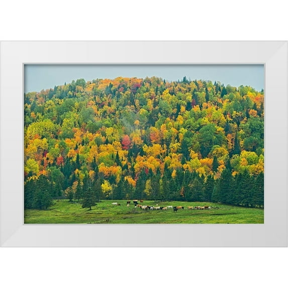 Jaynes Gallery 18x13 White Modern Wood Framed Museum Art Print Titled - Canada-New Brunswick-Saint-Jacques Acadian forest in autumn foliage