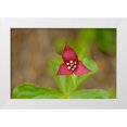 thumbnail image 1 of Jaynes Gallery 18x13 White Modern Wood Framed Museum Art Print Titled - Canada-Ontario-Algonquin Provincial Park Red trillium flower close-up, 1 of 4