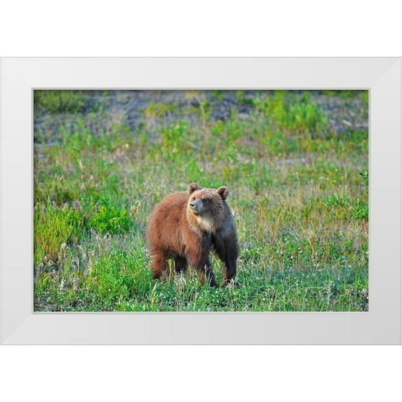 Jaynes Gallery 18x13 White Modern Wood Framed Museum Art Print Titled - Canada-Yukon Young grizzly bear in field