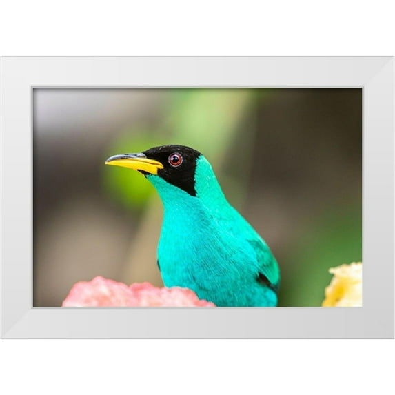 Jaynes Gallery 18x13 White Modern Wood Framed Museum Art Print Titled - Caribbean-Trinidad-Asa Wright Nature Center Male green honeycreeper bird close-up