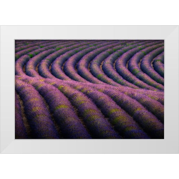 Jaynes Gallery 18x13 White Modern Wood Framed Museum Art Print Titled - Europe-France-Provence-Valensole Plateau-Rows of ripe lavender