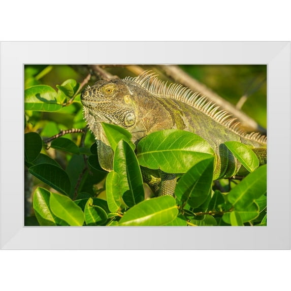 Jaynes Gallery 18x13 White Modern Wood Framed Museum Art Print Titled - Florida-Wakodahatchee Wetlands Green iguana close-up