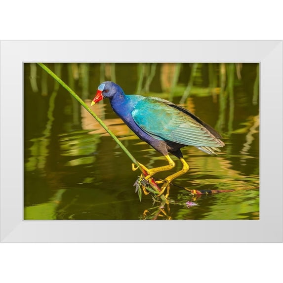 Jaynes Gallery 18x13 White Modern Wood Framed Museum Art Print Titled - Florida-Wakodahatchee Wetlands Purple gallinule foraging for nesting material