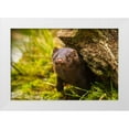 thumbnail image 1 of Jaynes Gallery 18x13 White Modern Wood Framed Museum Art Print Titled - Minnesota-Pine County Mink in log, 1 of 4