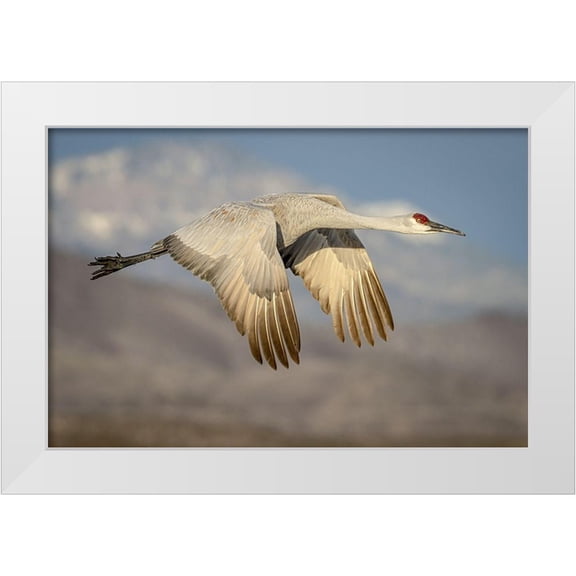 Jaynes Gallery 18x13 White Modern Wood Framed Museum Art Print Titled - New Mexico-Bosque del Apache National Wildlife Reserve Sandhill crane flying