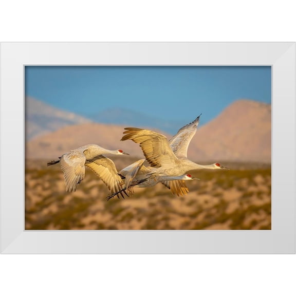 Jaynes Gallery 18x13 White Modern Wood Framed Museum Art Print Titled - New Mexico-Bosque del Apache National Wildlife Reserve Sandhill cranes flying