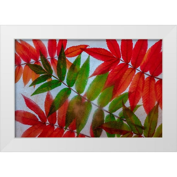 Jaynes Gallery 18x13 White Modern Wood Framed Museum Art Print Titled - Red and green leaves in ice
