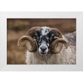 thumbnail image 1 of Jaynes Gallery 18x13 White Modern Wood Framed Museum Art Print Titled - Scotland Scottish black-faced sheep head close-up, 1 of 4
